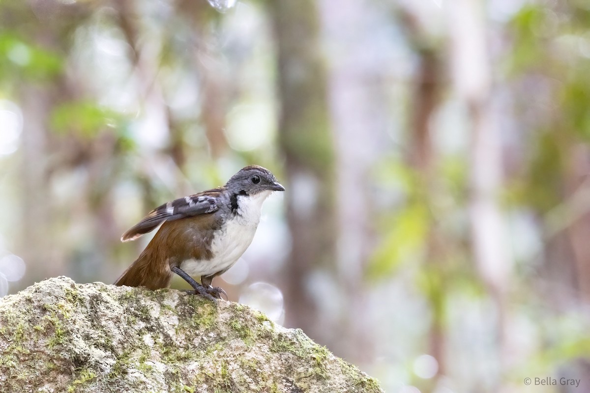 Australian Logrunner - ML345260651