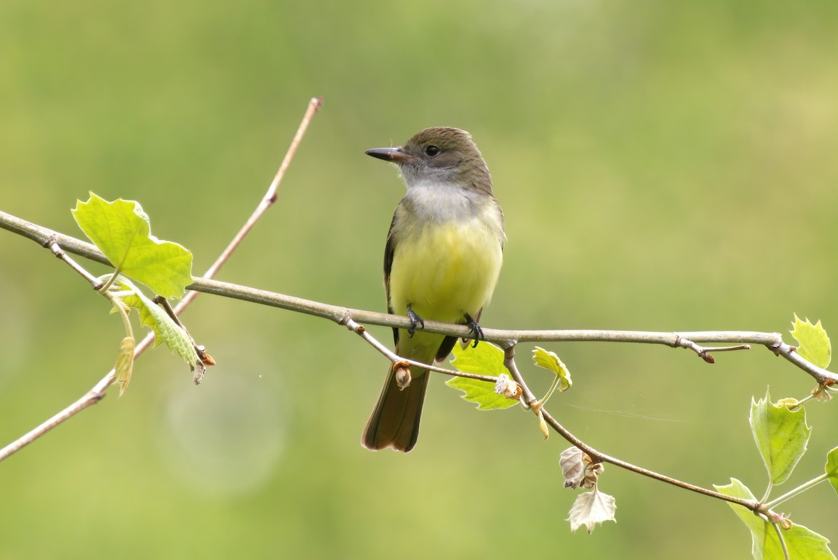 Great Crested Flycatcher - Peter F