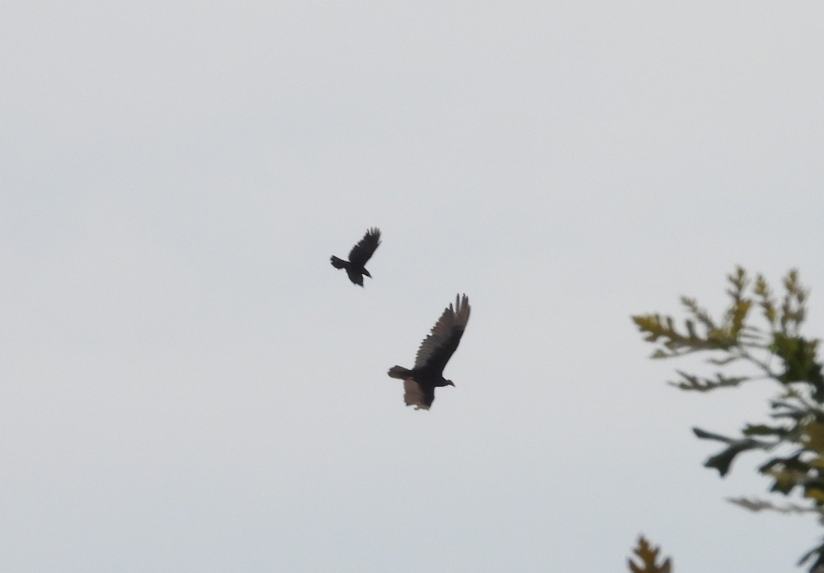 Turkey Vulture - ML345261311