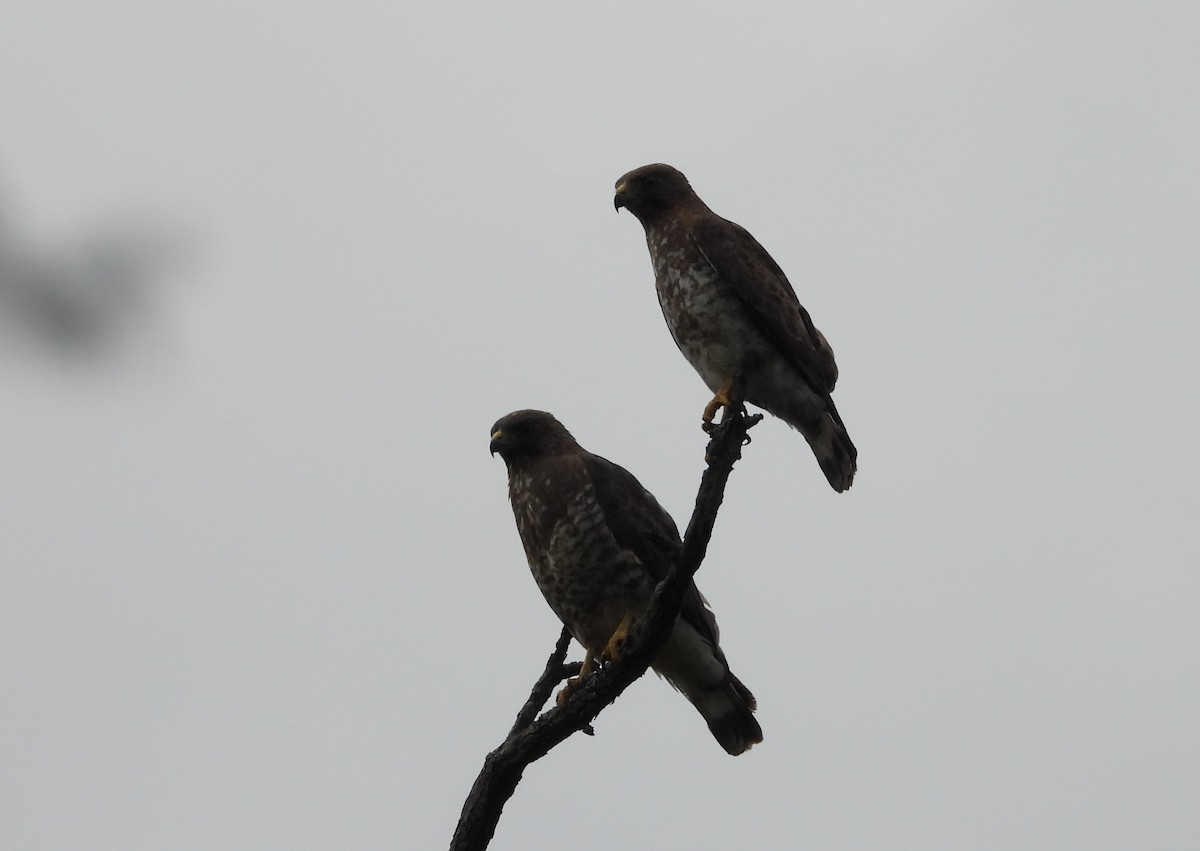 Broad-winged Hawk - ML345261721