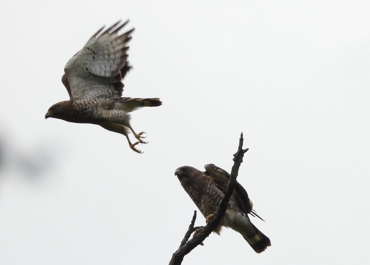 Broad-winged Hawk - ML345261851