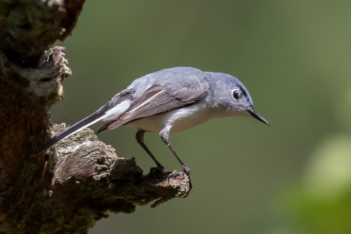 Blue-gray Gnatcatcher - ML345261861