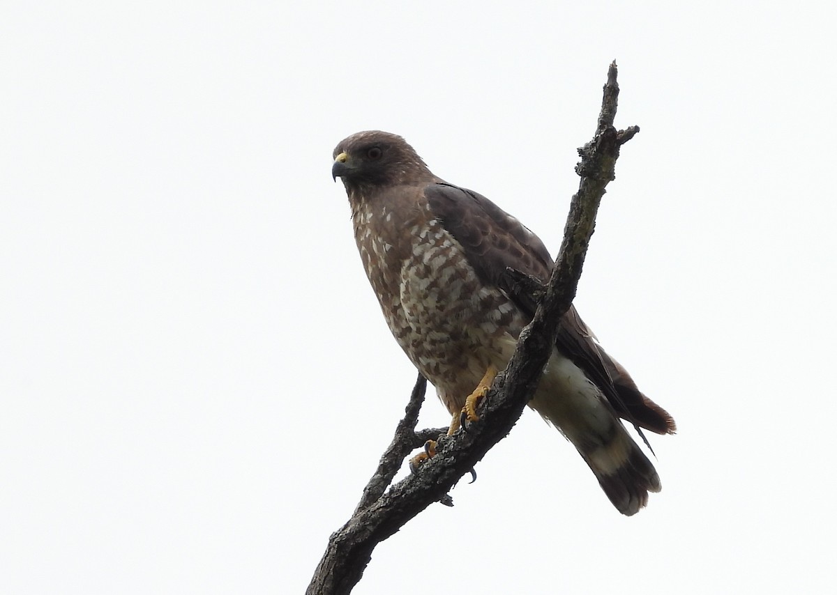 Broad-winged Hawk - ML345261971