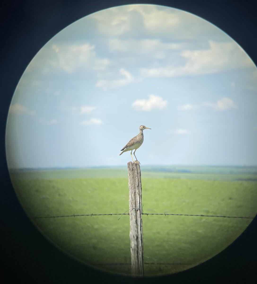 Upland Sandpiper - ML345265381
