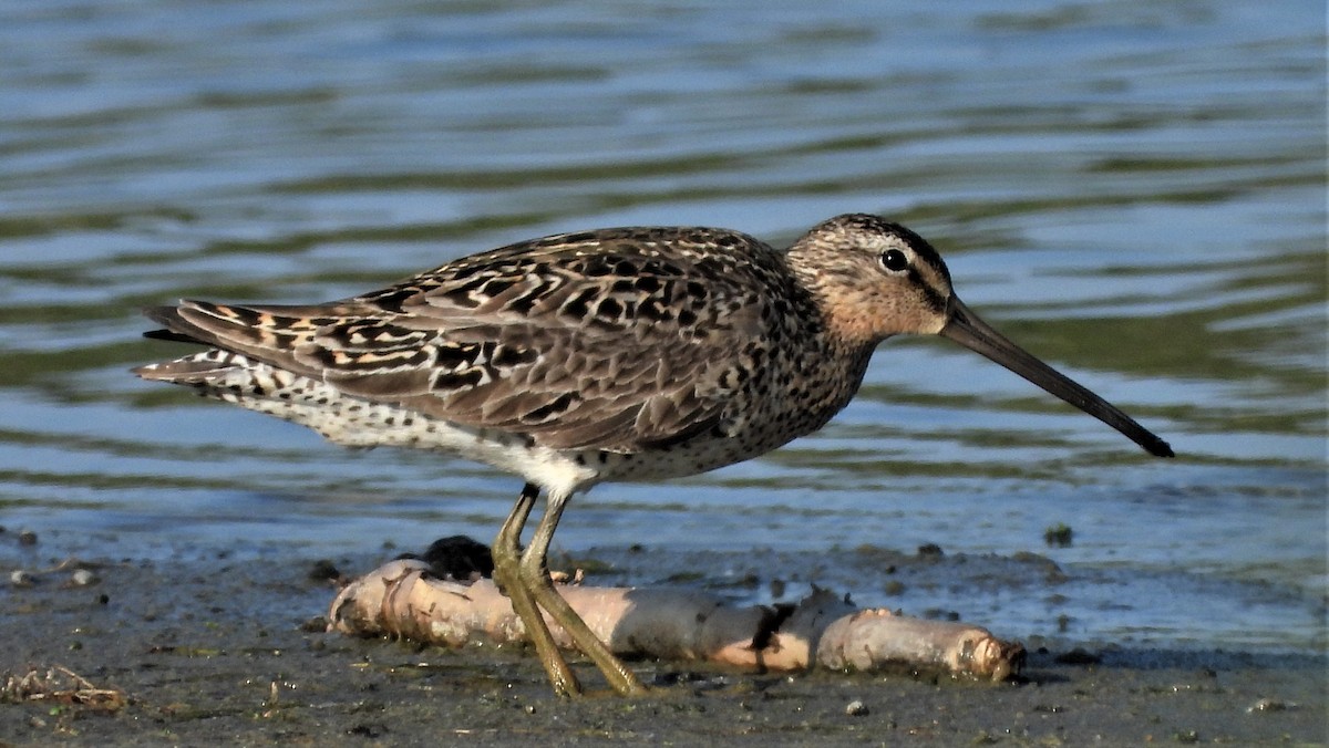 Short-billed Dowitcher - Jean W. Côté