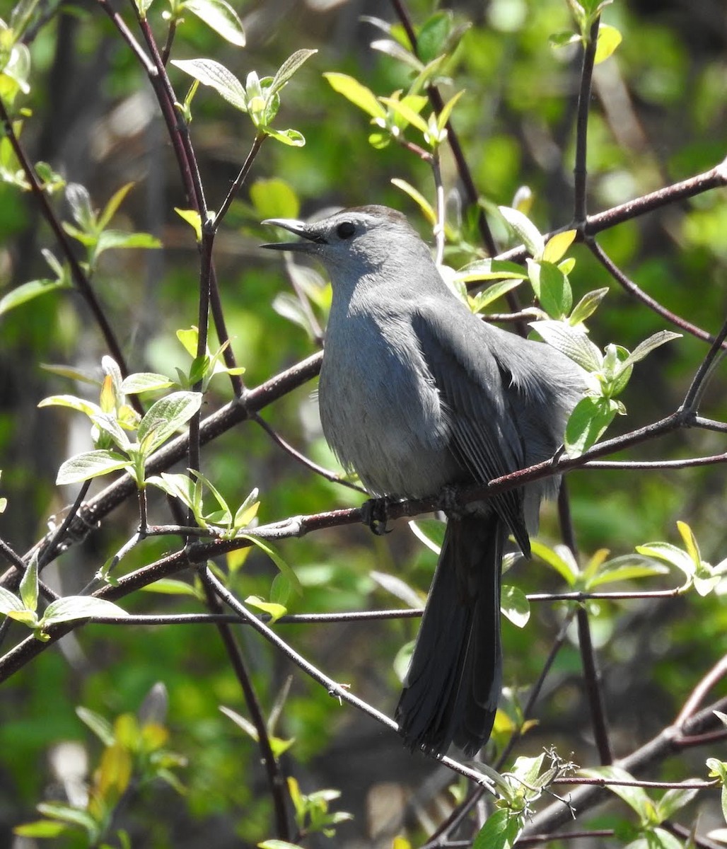 Gray Catbird - ML345266581