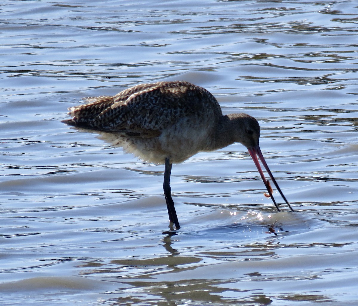 Marbled Godwit - ML345267831