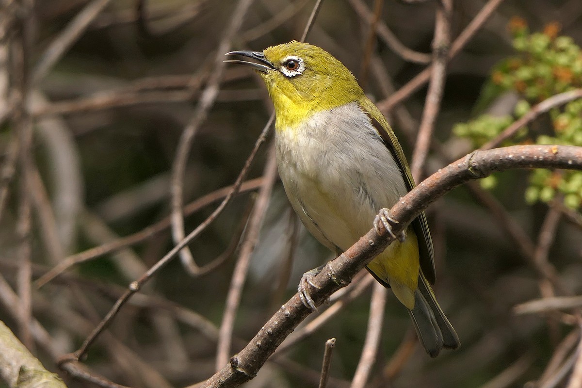 Swinhoe's White-eye - Robert Hamilton