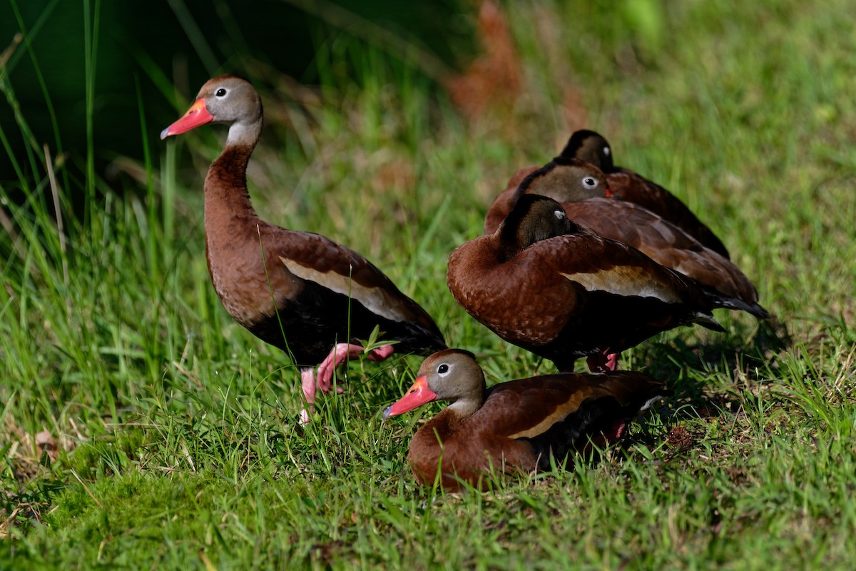 Black-bellied Whistling-Duck - Mary Kay Flick