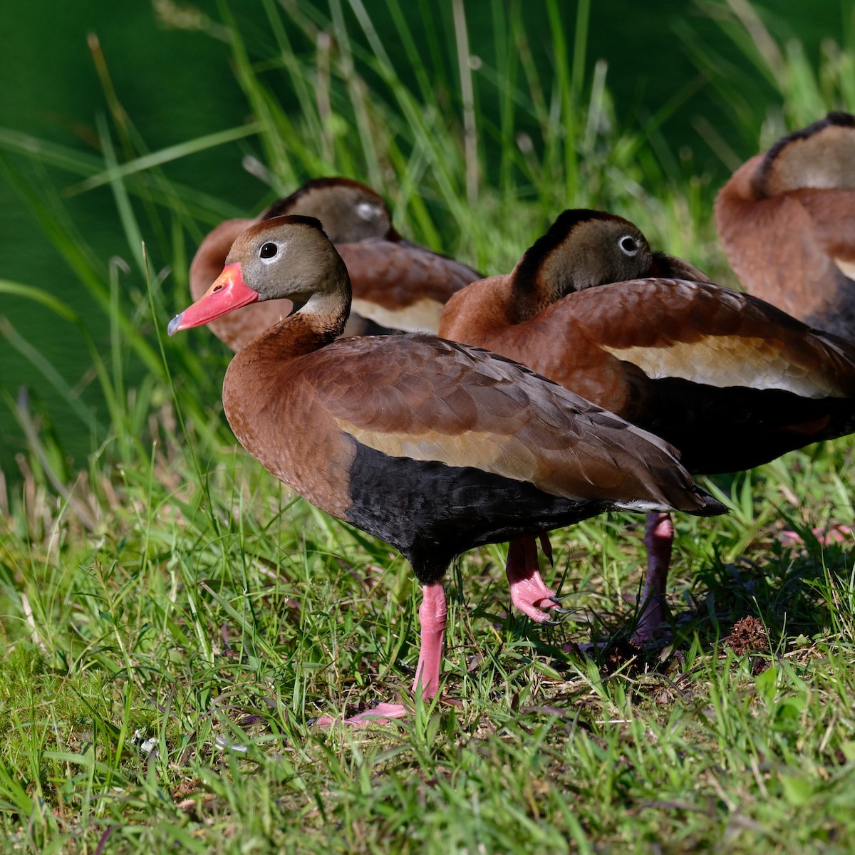 アカハシリュウキュウガモ - ML345271531