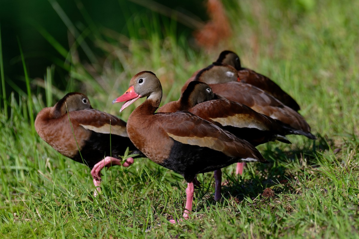 Black-bellied Whistling-Duck - Mary Kay Flick