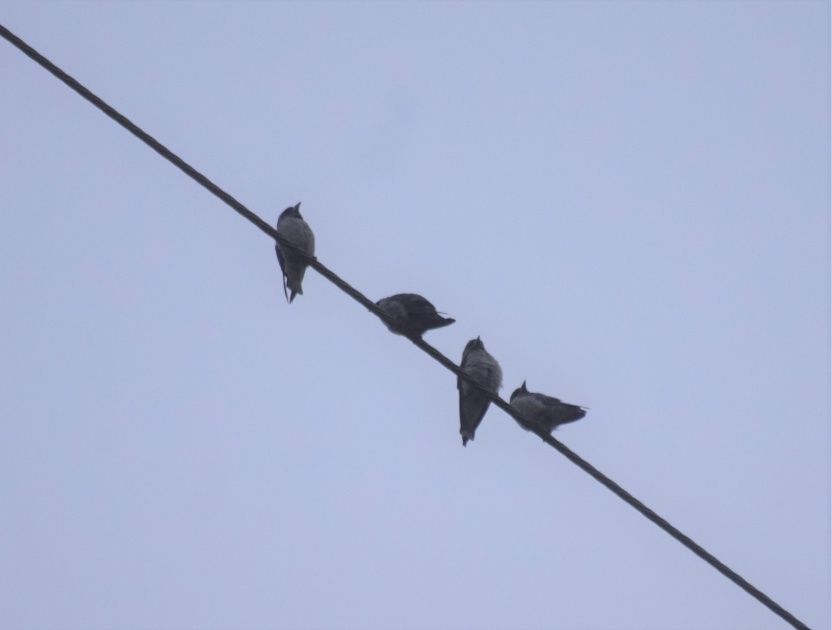 Ashy Woodswallow - ML345271871