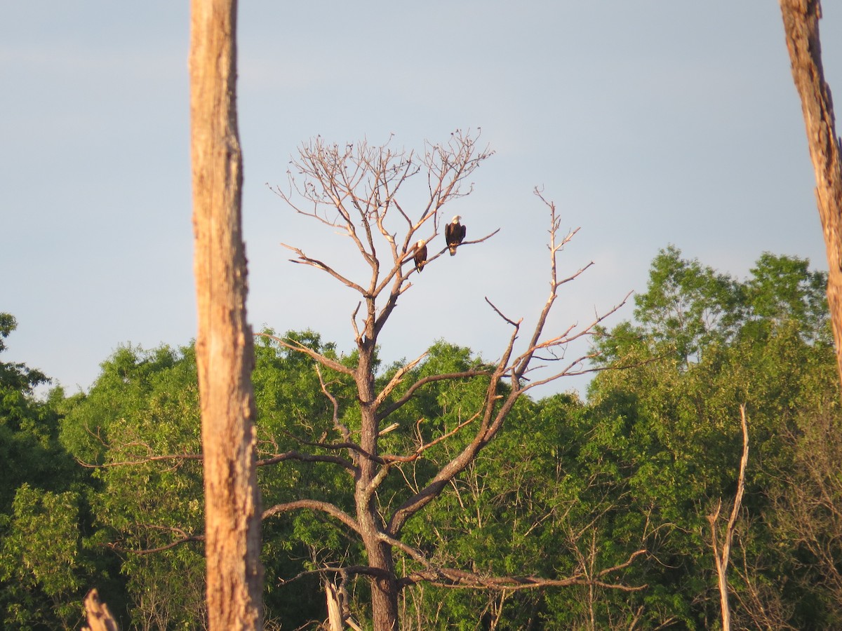 Bald Eagle - ML34527191