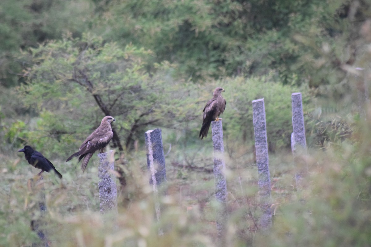 Black Kite - ML345272711