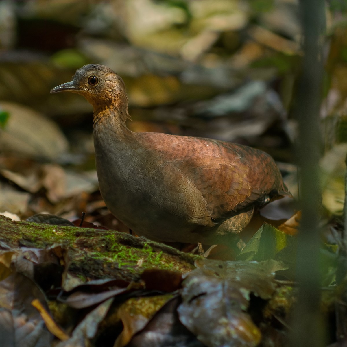 Brazilian Tinamou - Luis Morais /  Hiléia Expeditions
