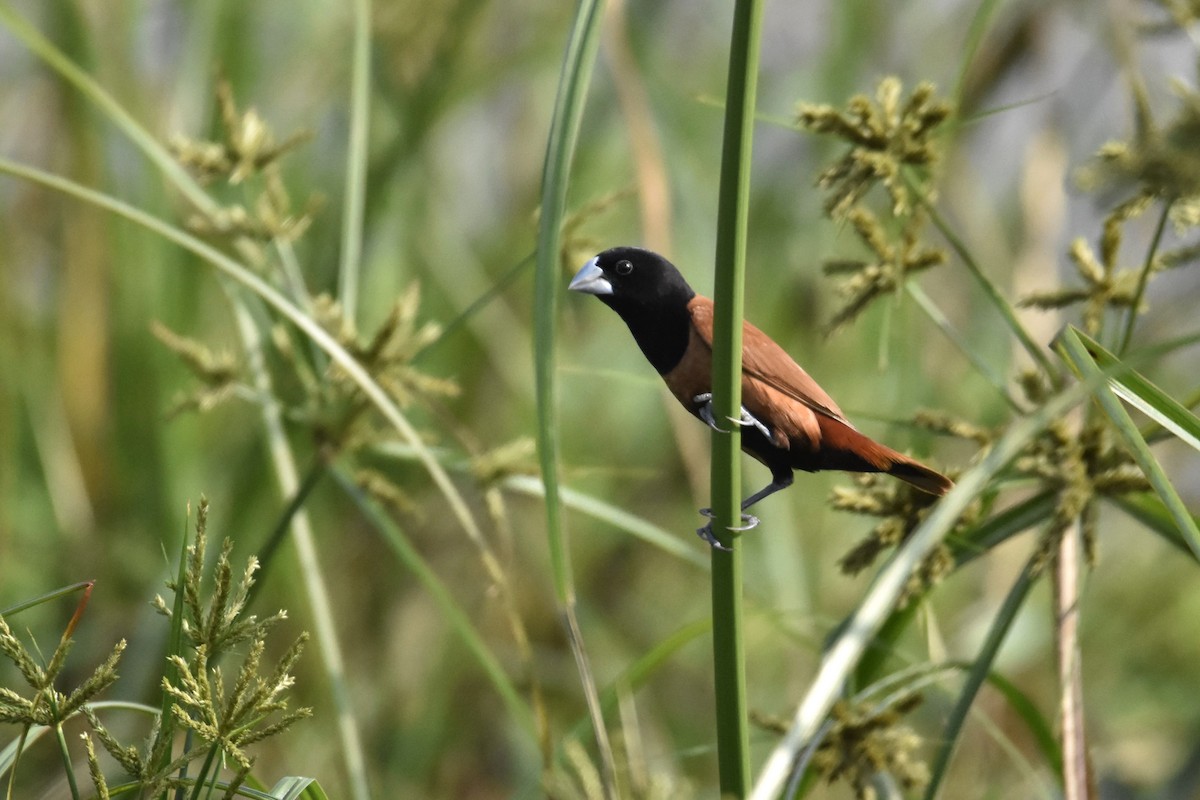 Chestnut Munia - ML345274261