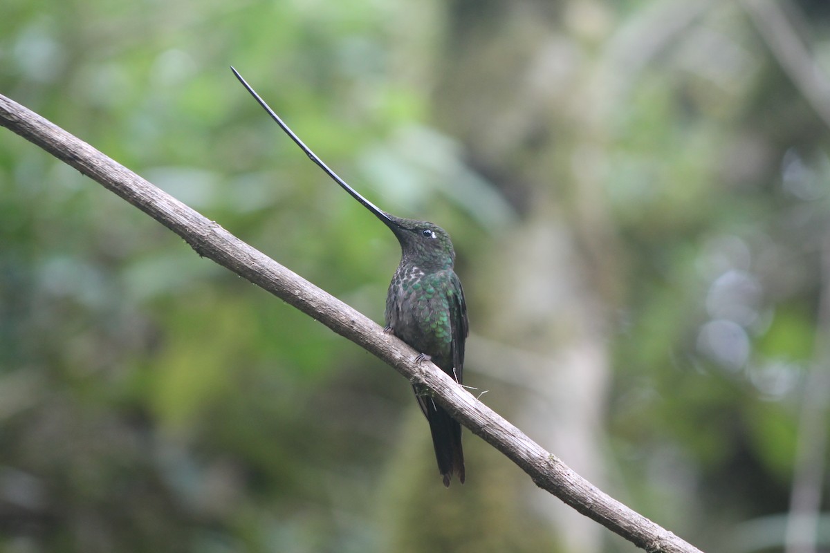 Colibrí Picoespada - ML34527491