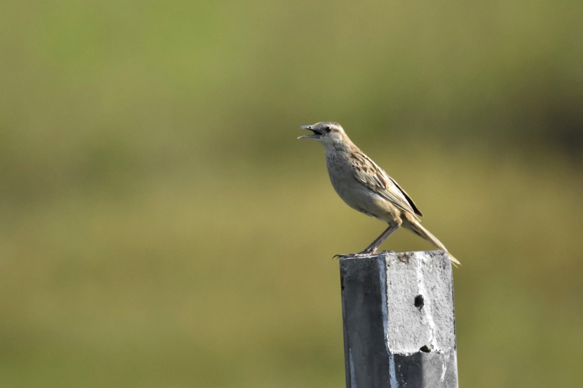 Striated Grassbird - ML345275081