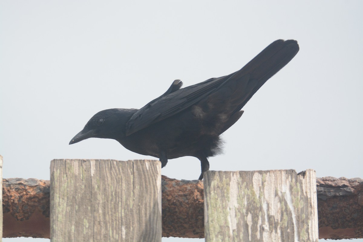 Tamaulipas Crow - ML345277311