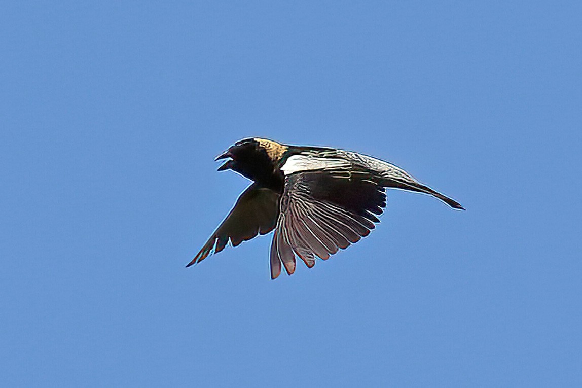 bobolink americký - ML345277771