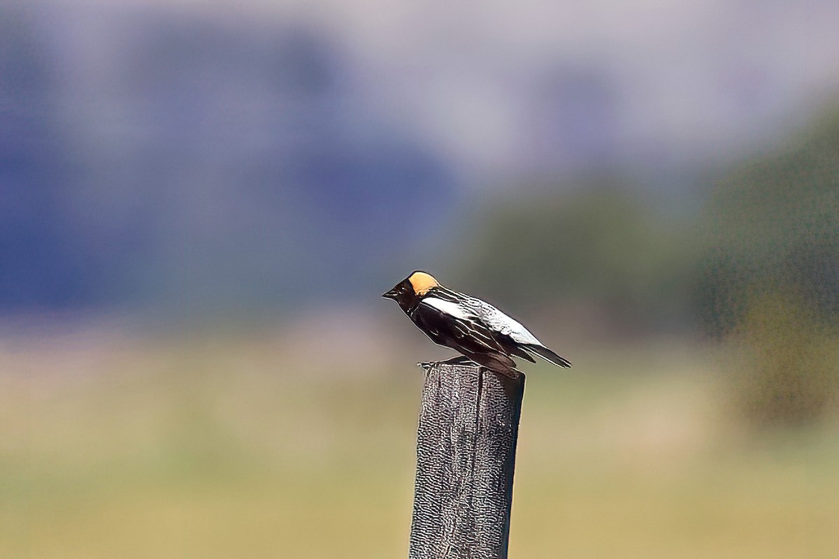 Bobolink - Dave Kreft