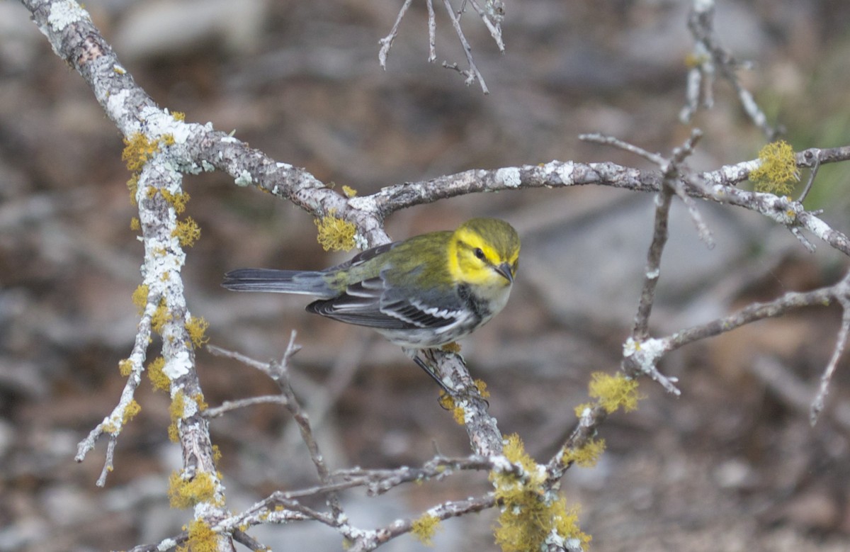 Golden-cheeked Warbler - ML34527781