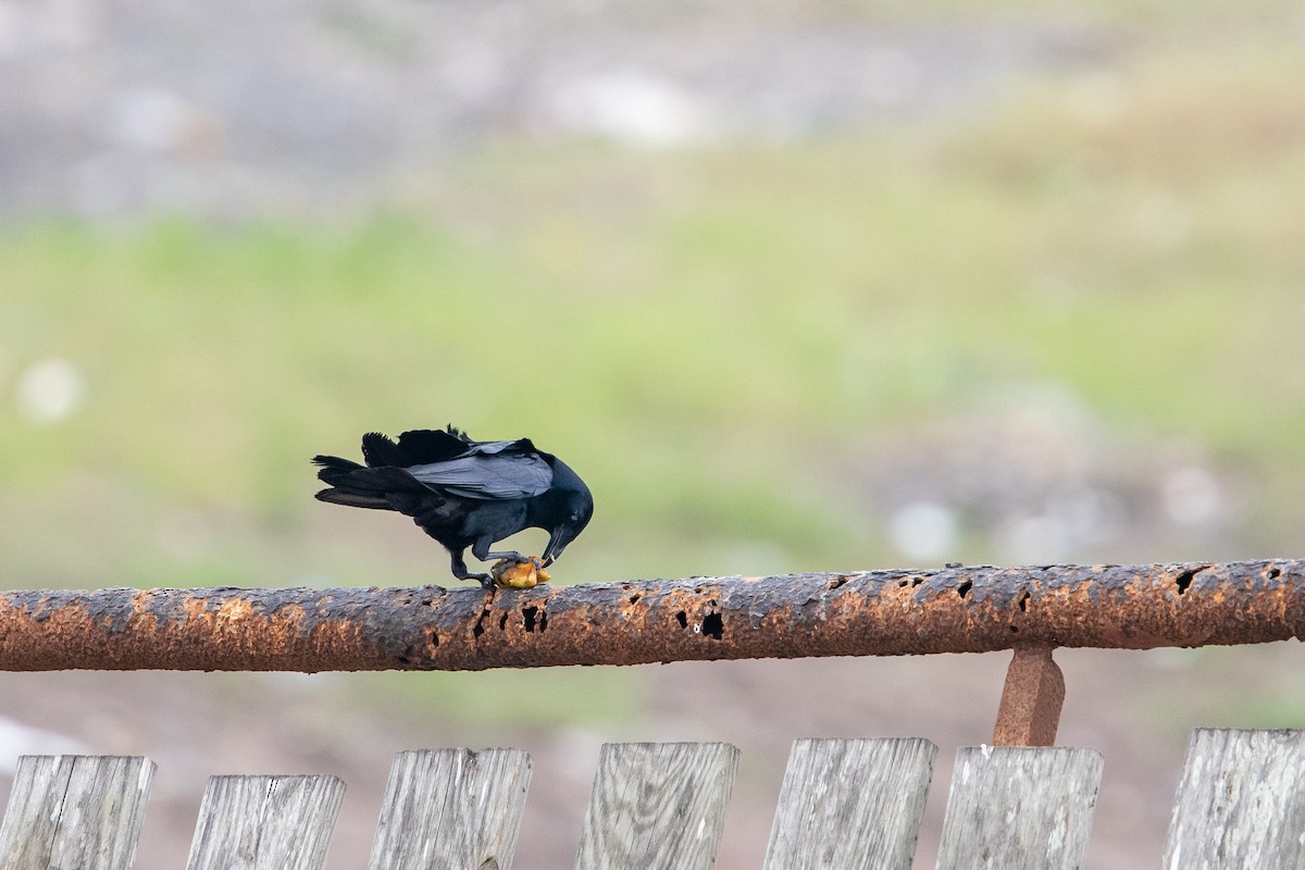 Tamaulipas Crow - ML345278111