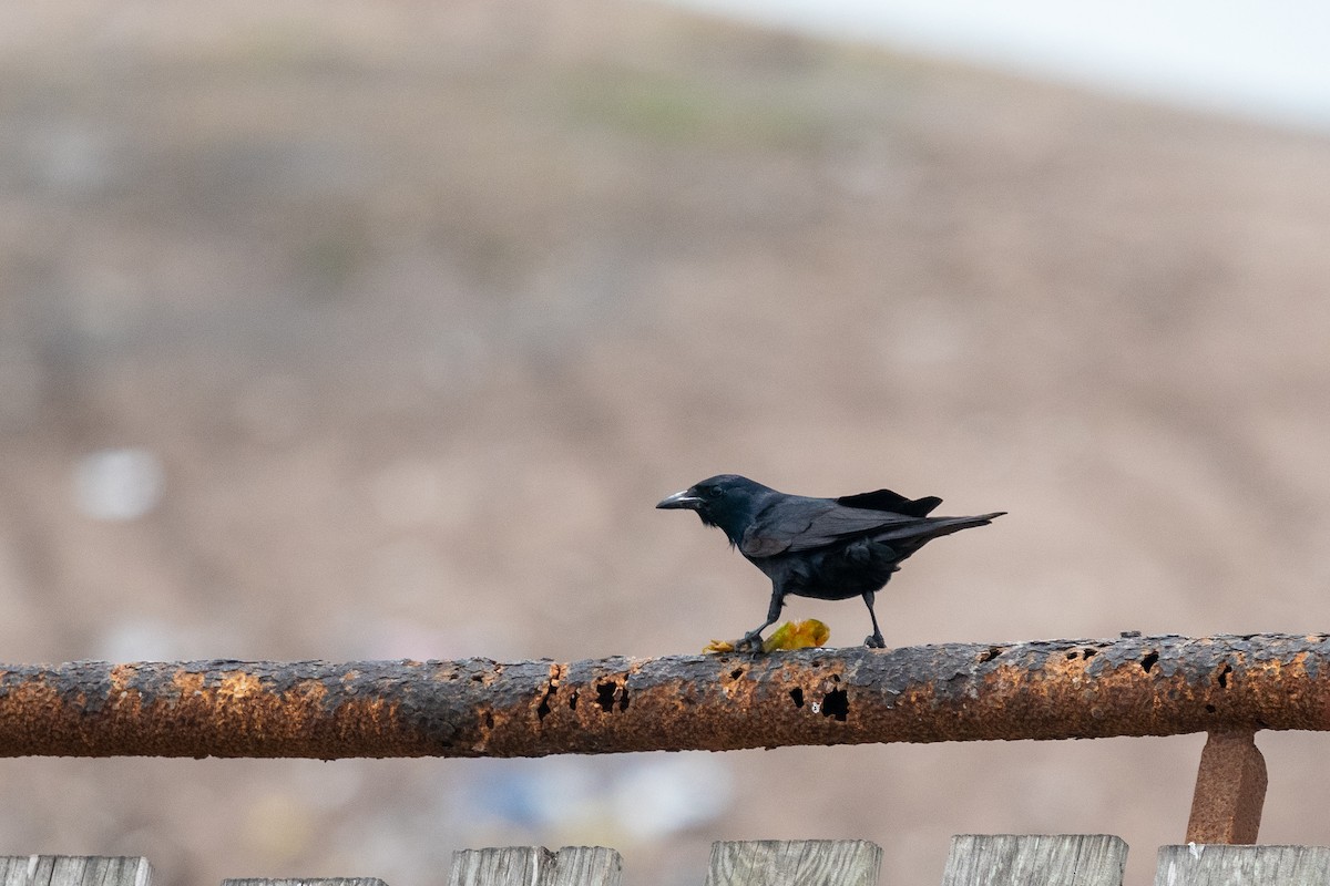 Tamaulipas Crow - ML345278121