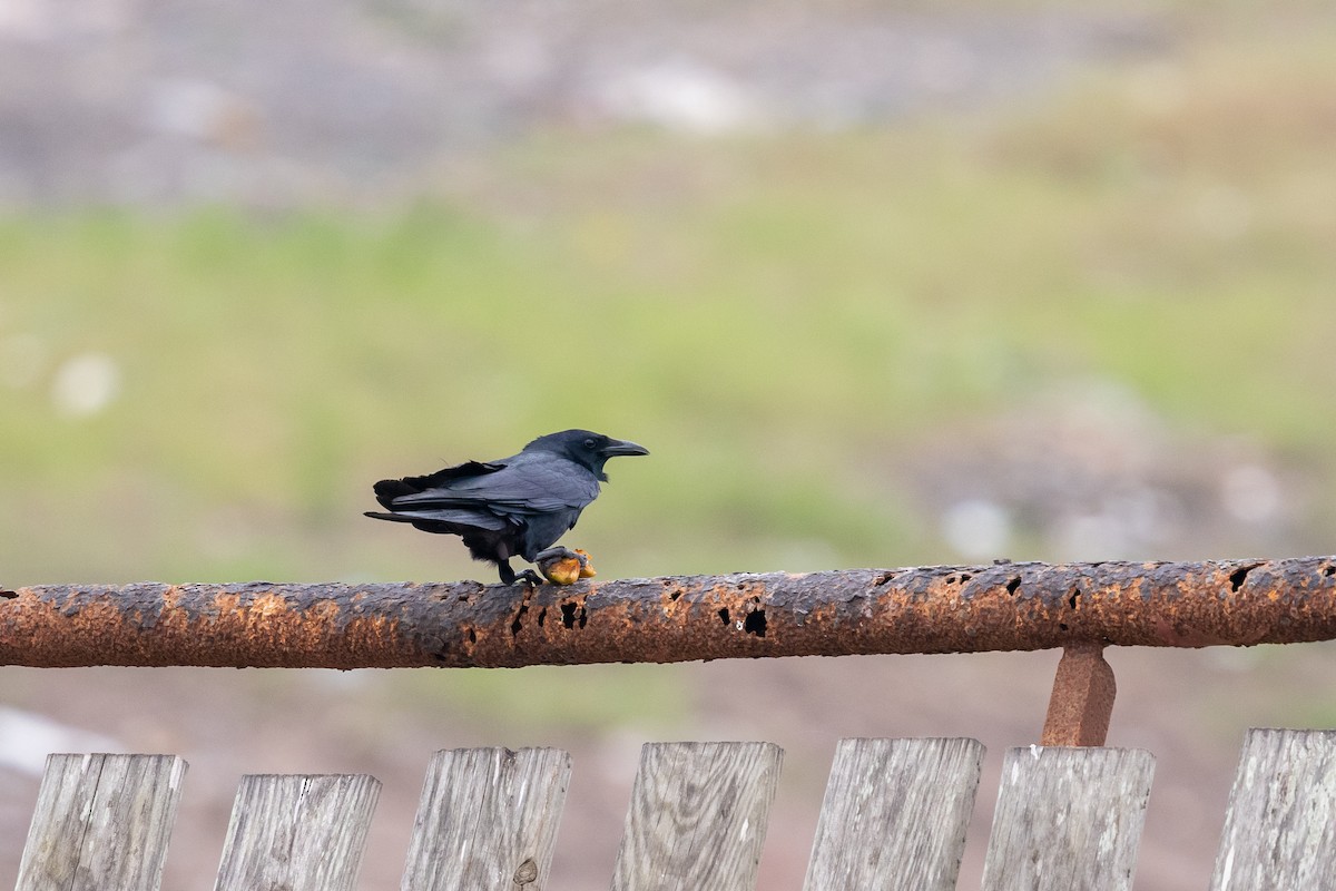 Tamaulipas Crow - ML345278131