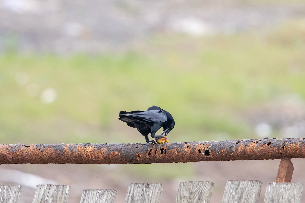 Tamaulipas Crow - ML345278141