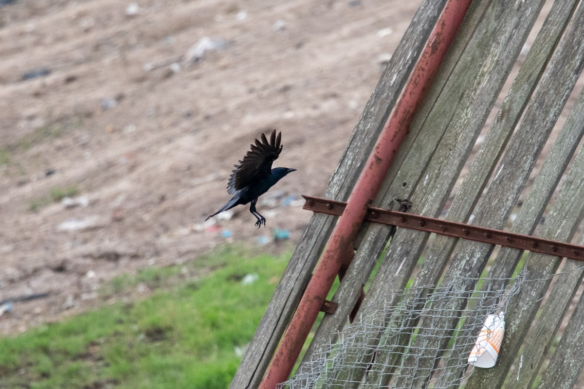 Tamaulipas Crow - ML345278161