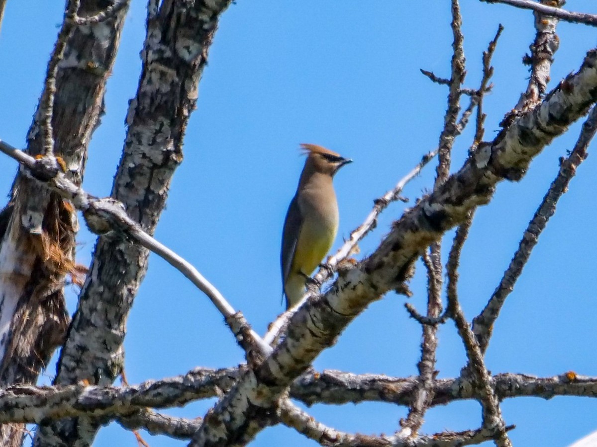 Cedar Waxwing - ML345279261