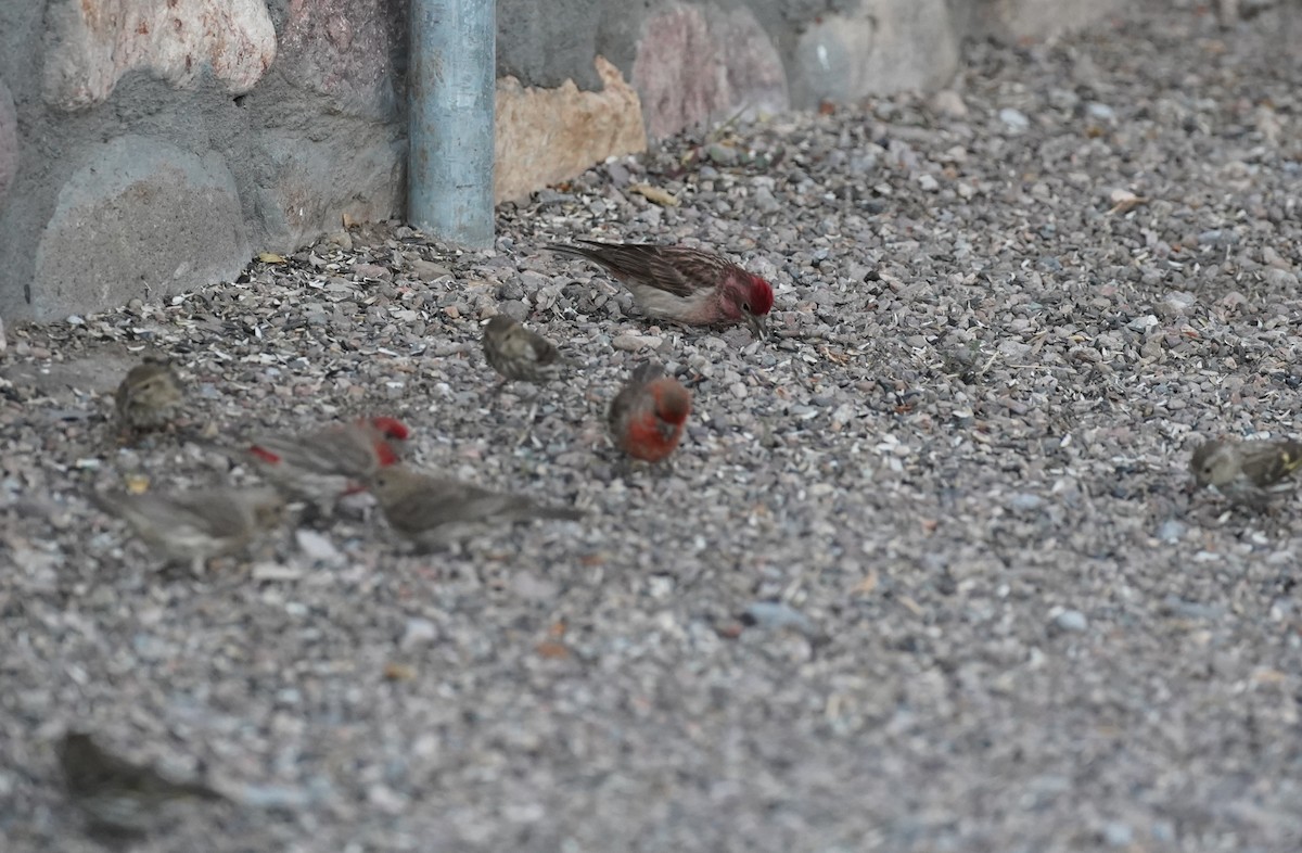 Cassin's Finch - ML345280371