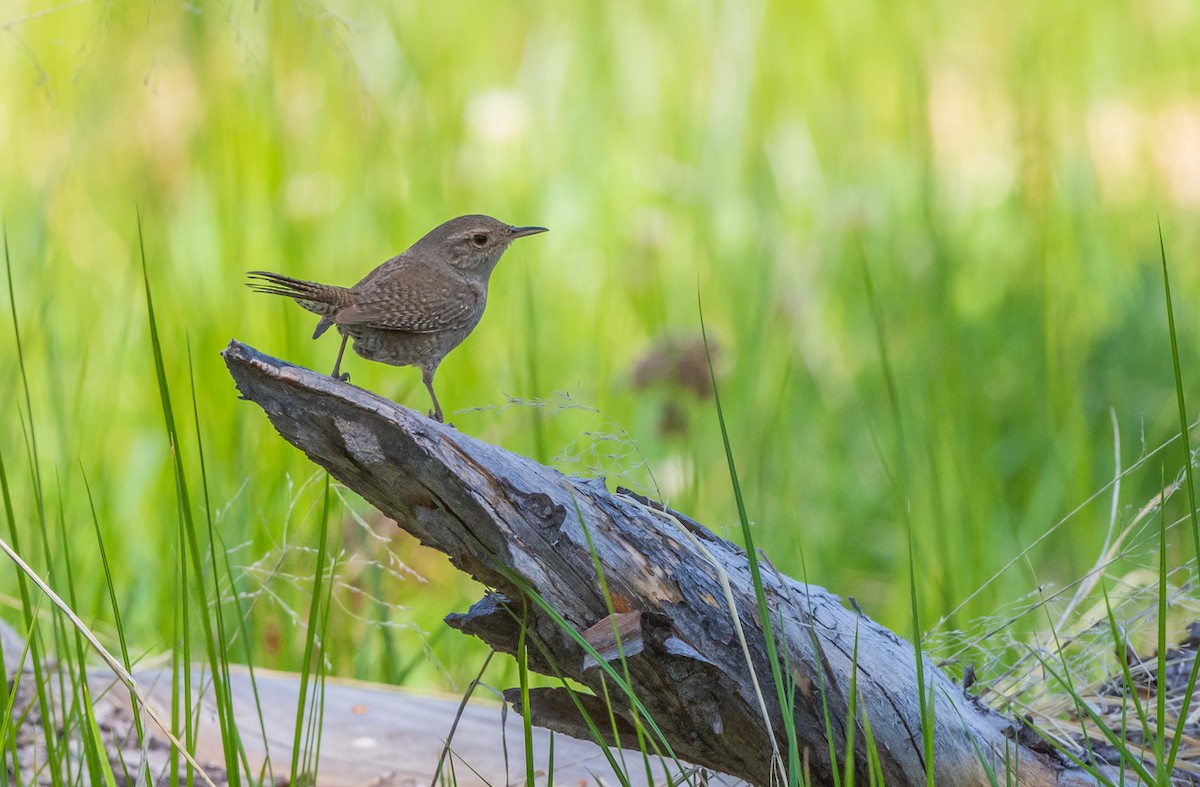 House Wren - ML345281321