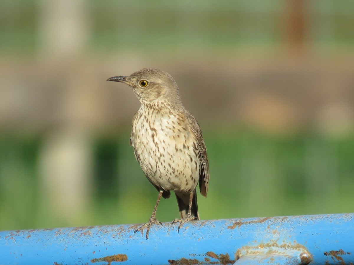 Sage Thrasher - ML345281591