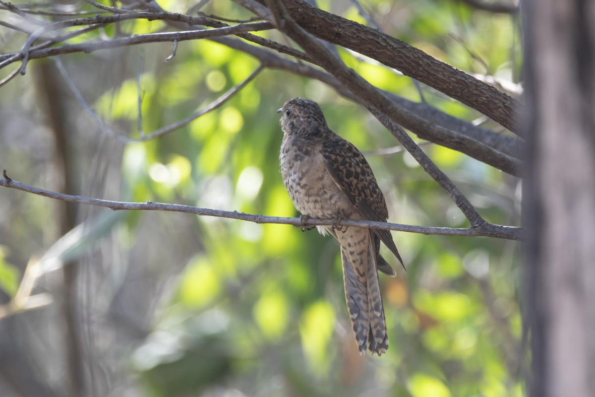 Brush Cuckoo - Owen  Lawton