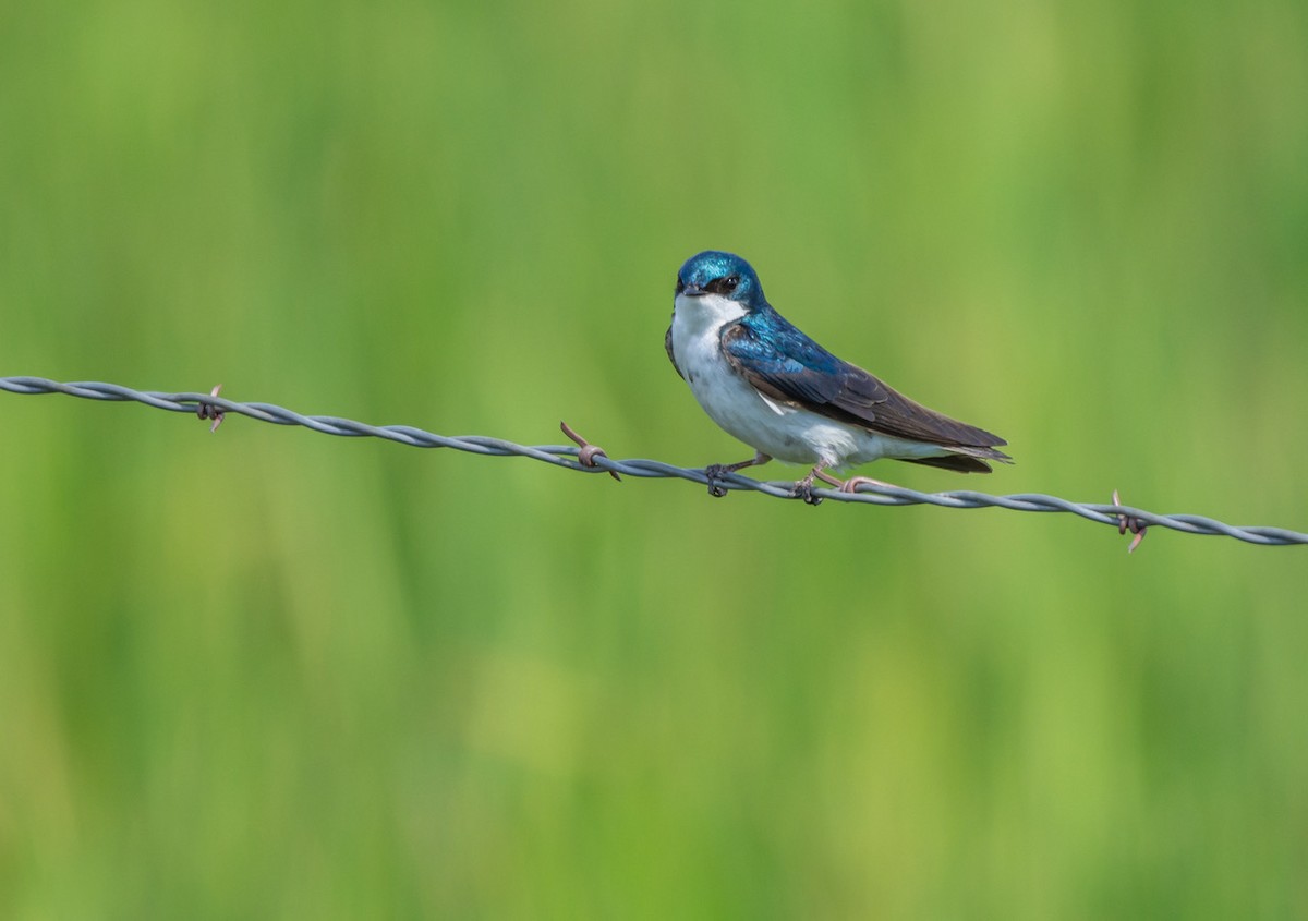 Tree Swallow - Chris Dunford