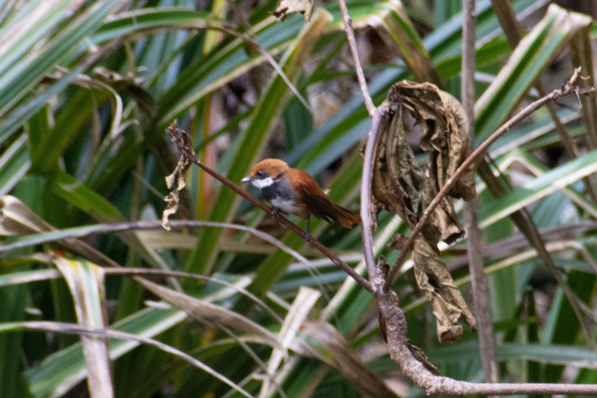 Palau Fantail - ML345286301