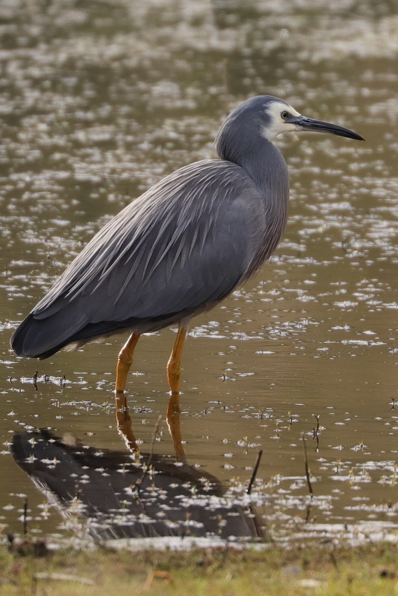 White-faced Heron - ML345286721