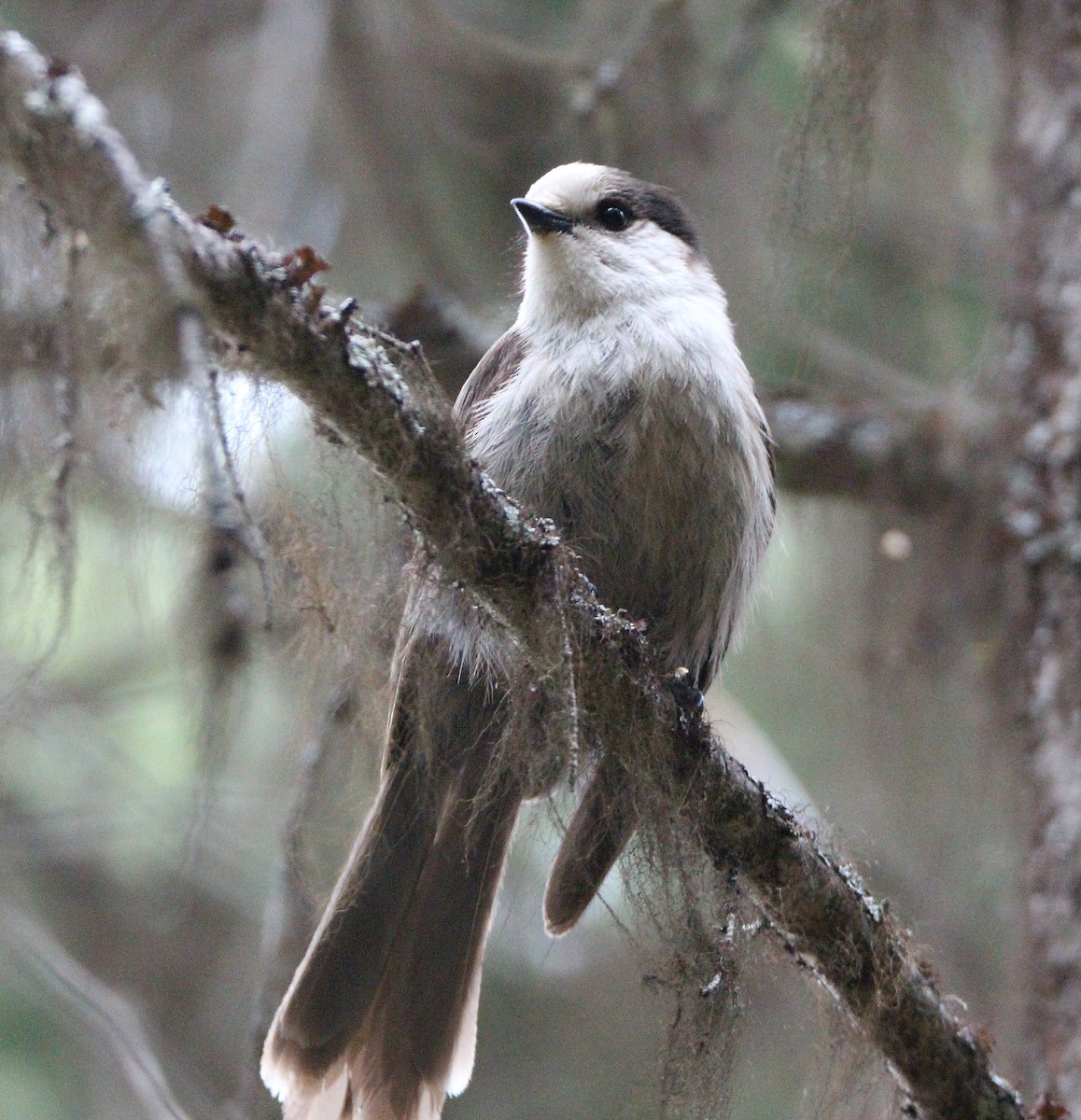 Canada Jay - ML345287071