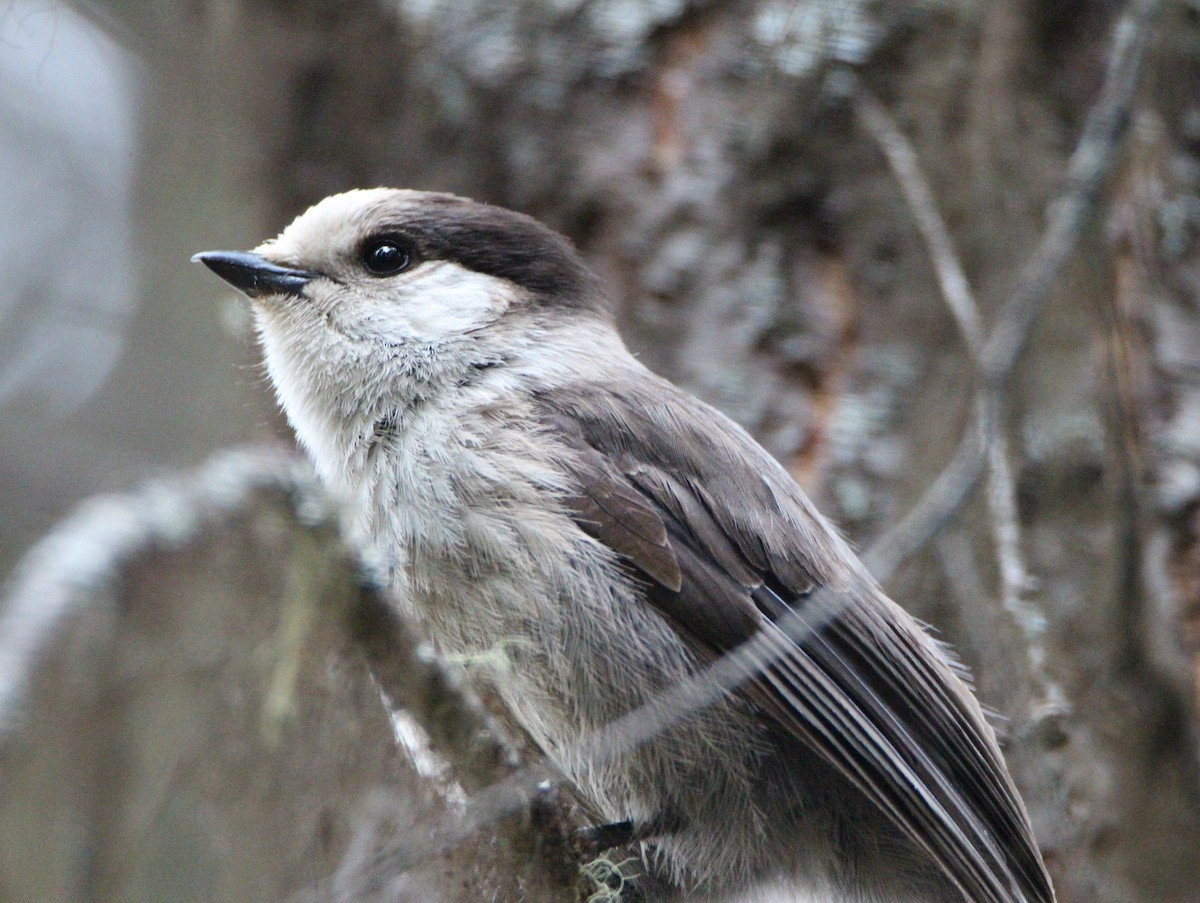 Canada Jay - ML345287091