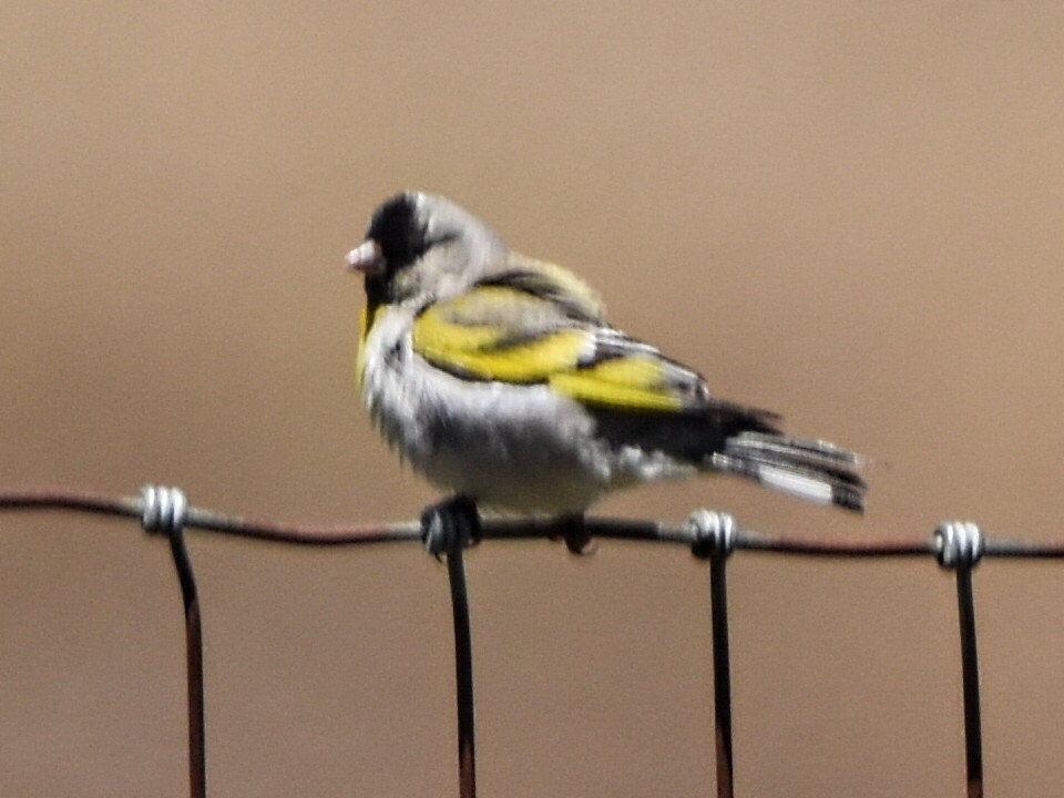 Lawrence's Goldfinch - ML345287261