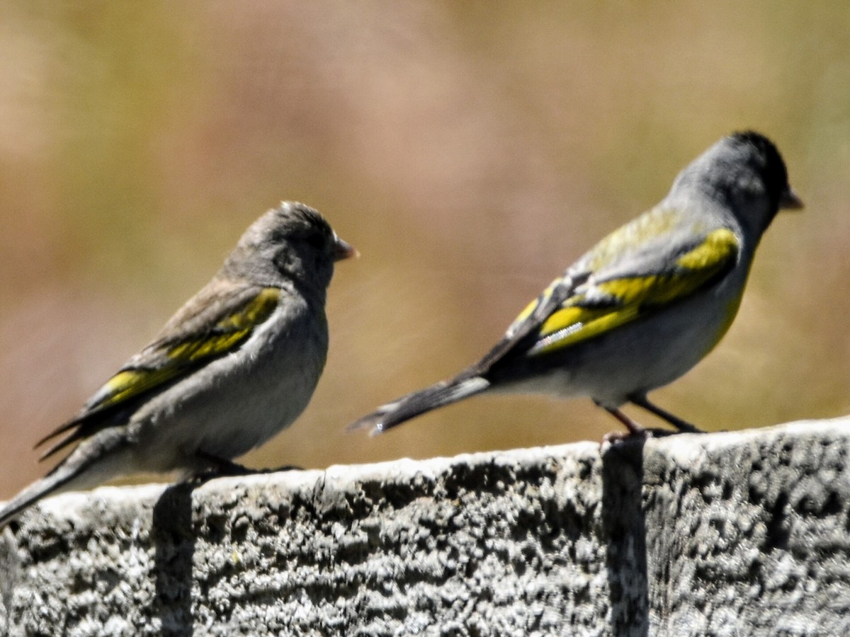 Lawrence's Goldfinch - ML345287281