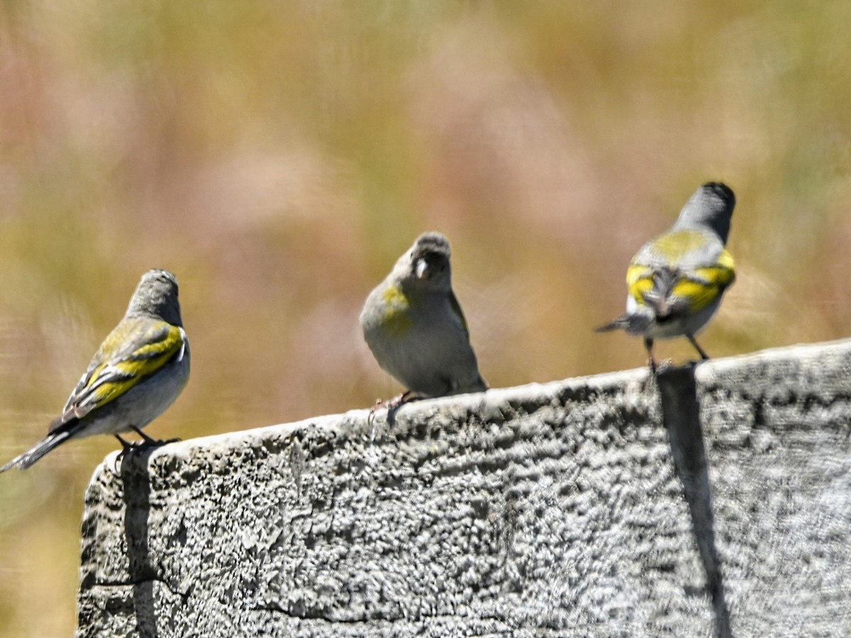 Lawrence's Goldfinch - ML345287291