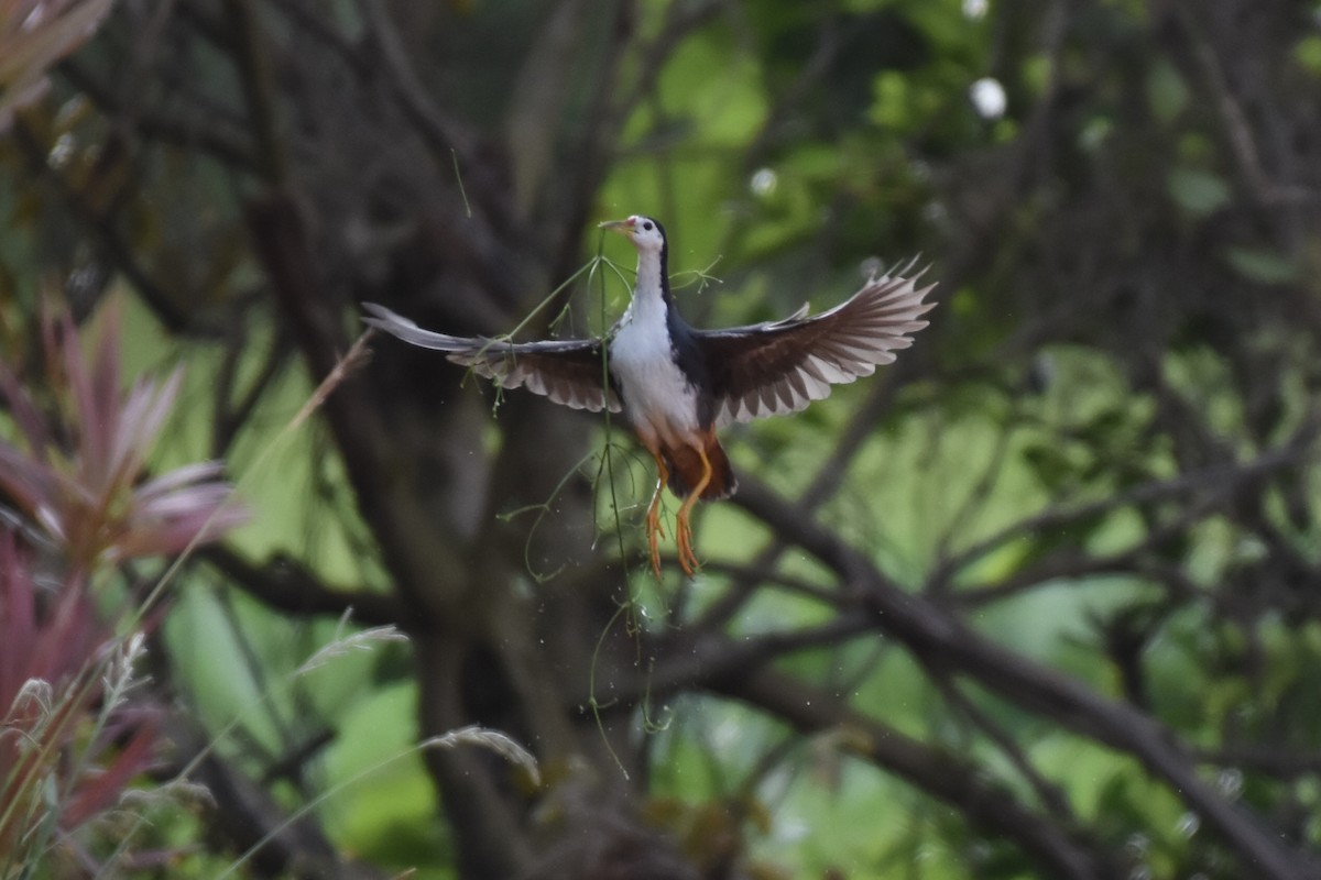 White-breasted Waterhen - kunitarou miyagi