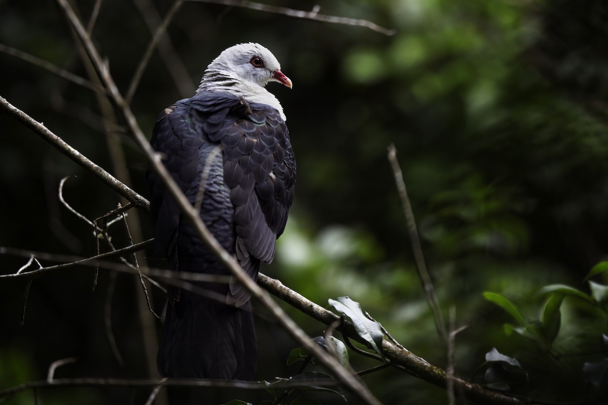 White-headed Pigeon - ML345288761