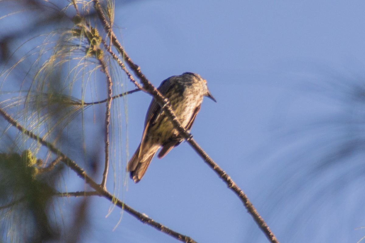 Common Cicadabird - ML345289961