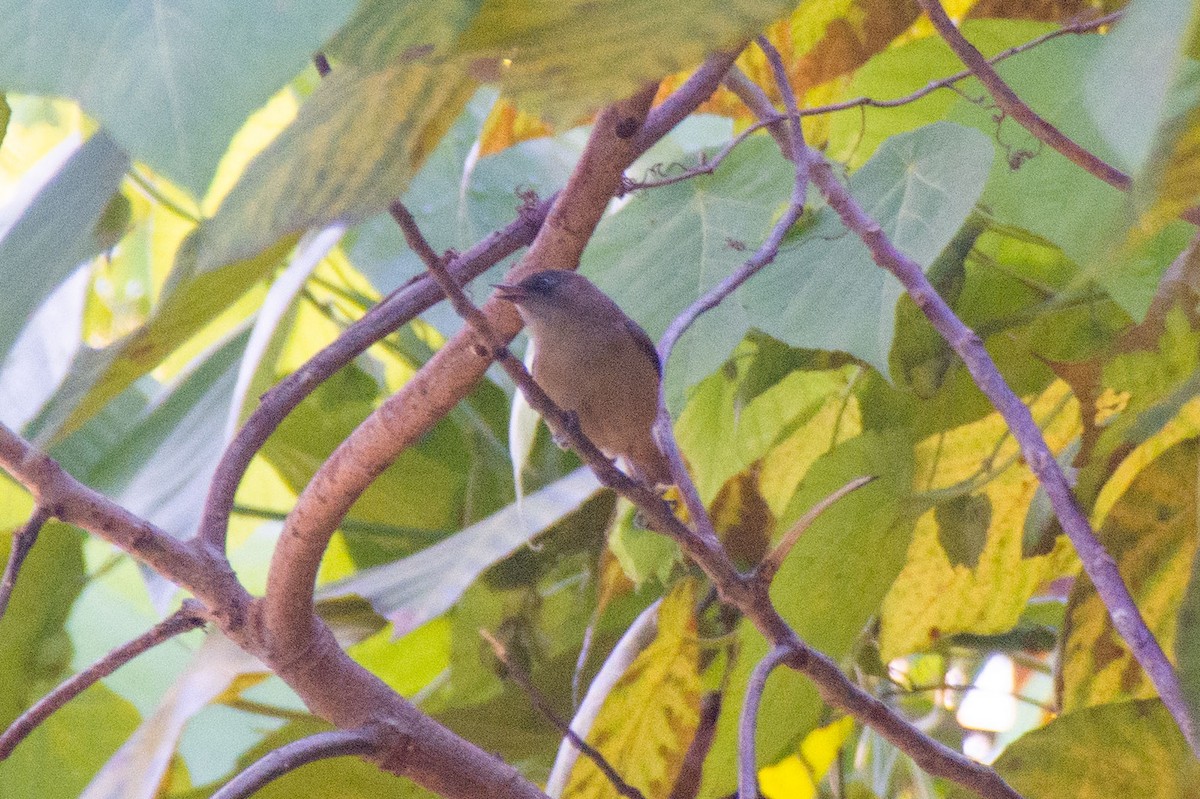 Dusky White-eye - ML345289971