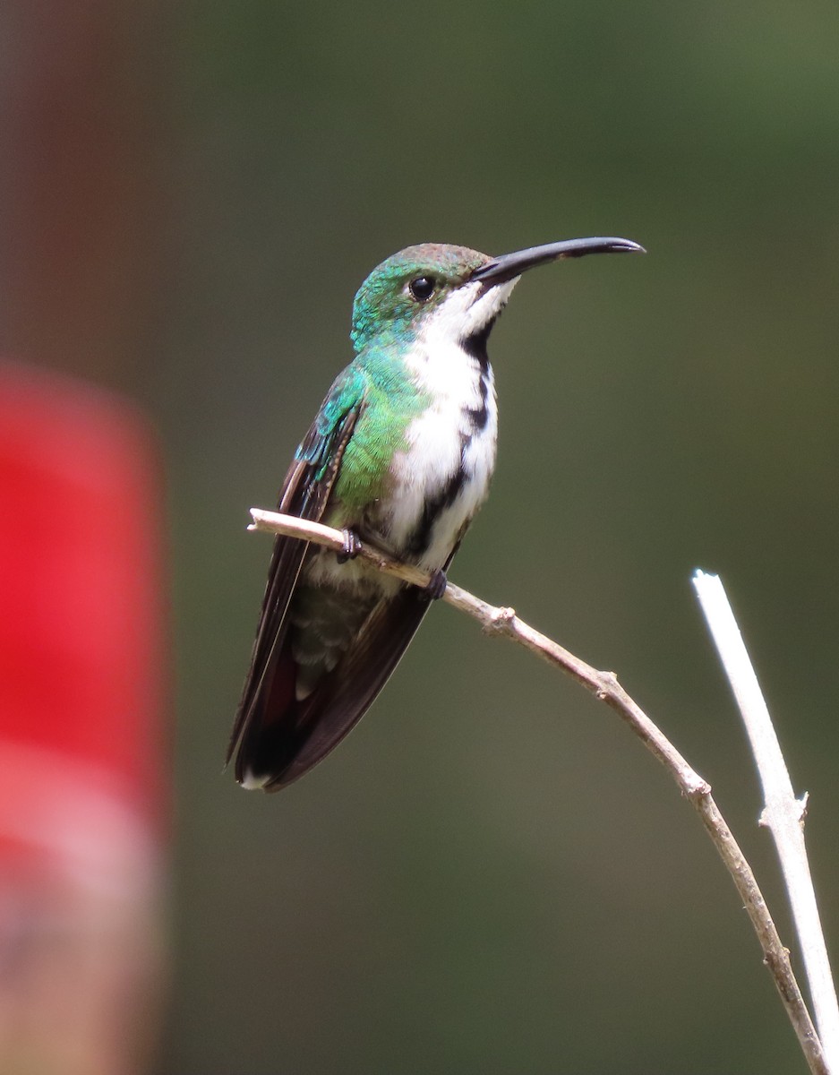 Green-breasted Mango - Manuel Pérez R.