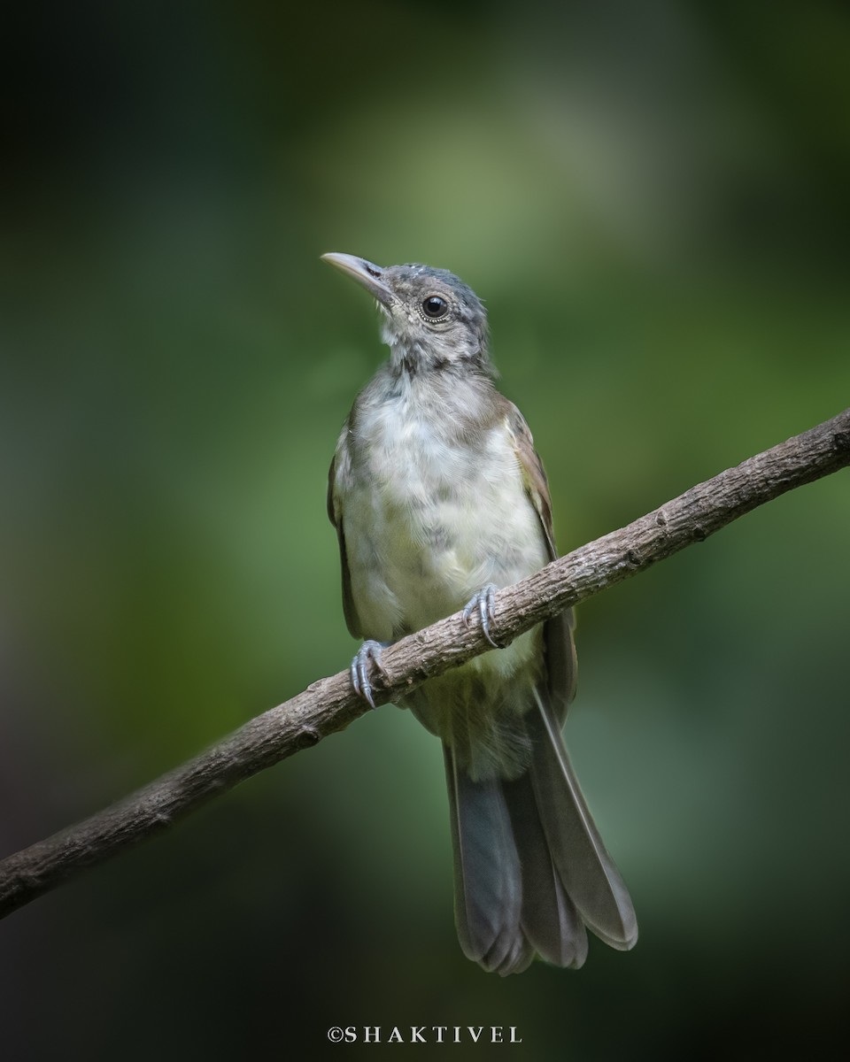 Bulbul de Nicobar - ML345290981